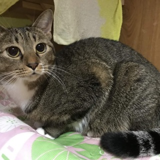 【急募】穏やかで可愛いキジ白ちゃん