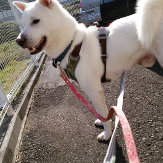 紀州犬  3歳　オス　白犬
