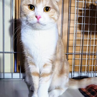 人好き甘えん坊のスコティッシュ☆ハニーくん2歳