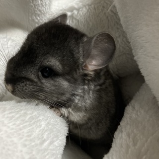 チンチラ(齧歯)オス2ヶ月