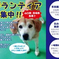 性格花丸トラ柄まだ若い男の子【県外譲渡可】