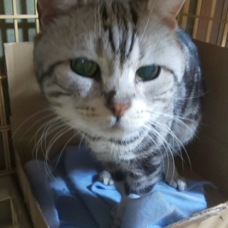 大きく可愛いジャイ吉君