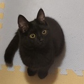 とても可愛い黒猫の里親さんを探しています