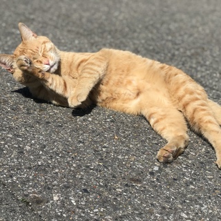茶トラの猫ちゃん