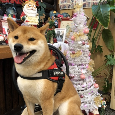家から徒歩7分の場所に、カフェムームーさんがあります。