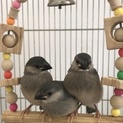 文鳥のヒナ