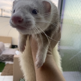 かわいいフェレット2匹，一緒に引き受ける方