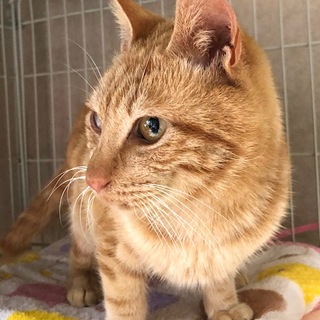 甘えんぼで懐こい茶トラのハニー君