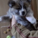 生後2か月の秋田犬　長毛虎毛の男の子です。