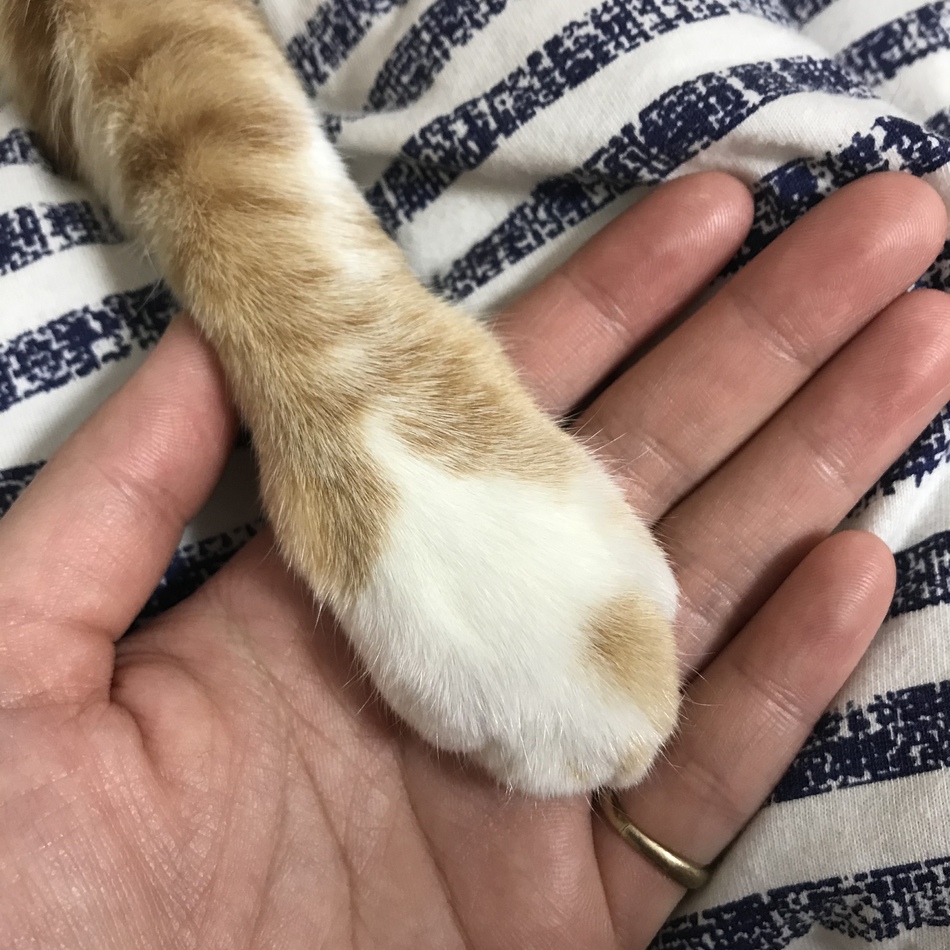 Tigerのカバー写真