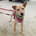 ビビリですが、犬が大好きな優しい女の子。