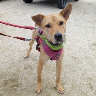 ビビリですが、犬が大好きな優しい女の子。