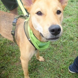 スタイル抜群、ずばぬけた運動能力の屋久島犬