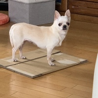 モブ