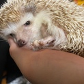 ハリネズミ　