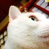 ちよきいちゃん