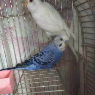 選考中　インコ☆アオちゃん＆シロちゃん