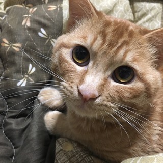 なつっこい茶トラくん