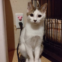 保護ねこ譲渡会 in 茨城つくば