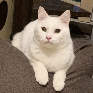 <サバイバーズ>ライスくん