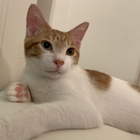 茶々丸