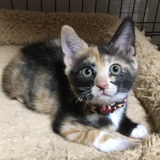 とっても元気な黒三毛の女の子、こころです！