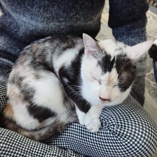 <サバイバーズ>お膝大好きおつぼねちゃん
