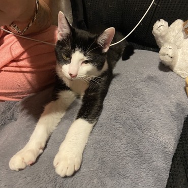 去年保護した３兄弟の仔です。野良猫のお母さんが亡くなってました。３匹で一生懸命ミルクを飲もうとしてました。