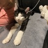 去年保護した３兄弟の仔です。野良猫のお母さんが亡くなってました。３匹で一生懸命ミルクを飲もうとしてました。