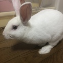 去年10月生まれのネザーランドドワーフ男の子