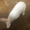 去年10月生まれのネザーランドドワーフ男の子 サムネイル2