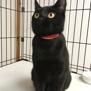 ワクチン避妊済み女子黒豆みたいなつぶちゃん