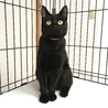 ワクチン避妊済み女子黒豆みたいなつぶちゃん サムネイル2