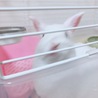 ちょこぼちる