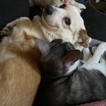 猫と寝るのも好きみたい