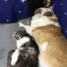 この２人はよく一緒にソファーで寝てます。