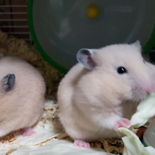 キンクマハムスター