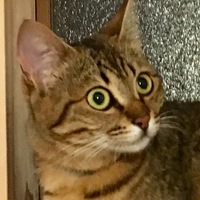 ベル