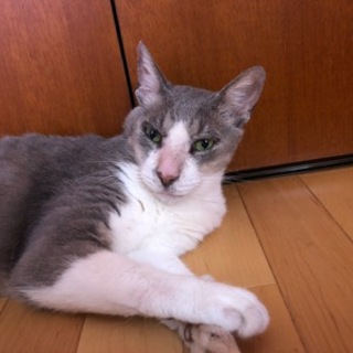 優しいシニア猫エディくん