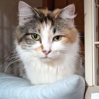 多頭崩壊現場より☆一人っ子希望☆ベリアさん