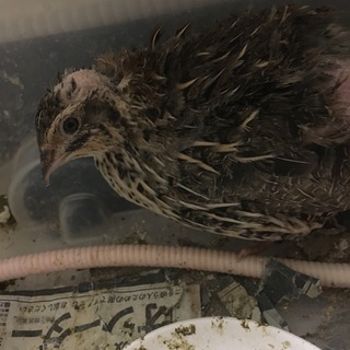 並ウズラ　ペア　19年10月生まれ