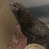 並ウズラ　ペア　19年10月生まれ サムネイル2