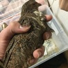 並ウズラ　ペア　19年10月生まれ サムネイル4