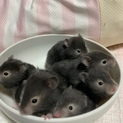 ハムスターの赤ちゃん