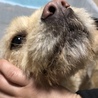 こむぎちゃん⭐️３歳　テリアMIX サムネイル2