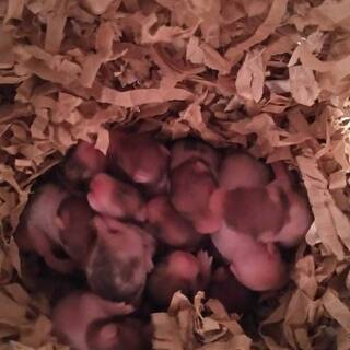 ゴールデンハムスター里親募集中