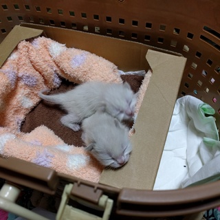 白 子猫 姉妹【里親決定】募集終了