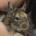 デグー メス 6ヶ月 里親募集