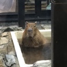 モルモット3