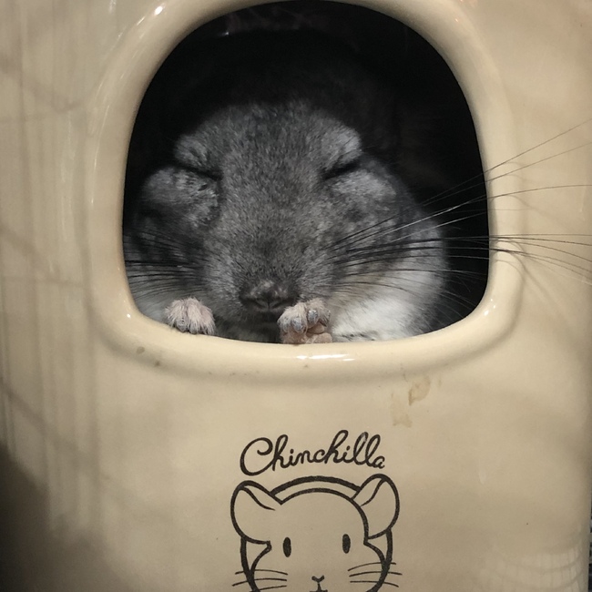 モルモット3のカバー写真